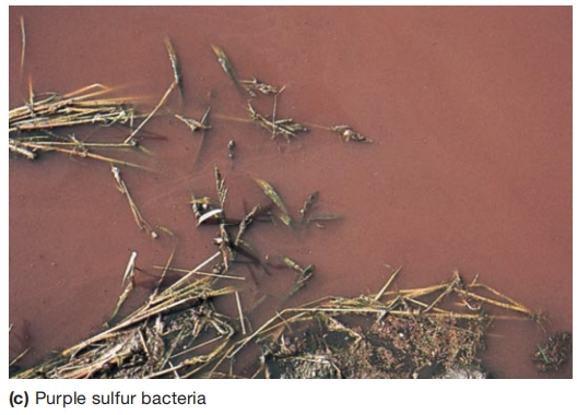 紫色硫细菌水华