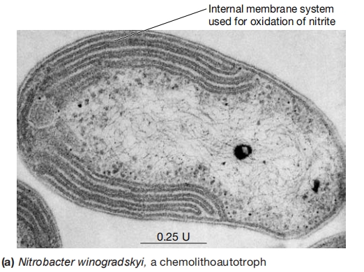 化无机营养细菌