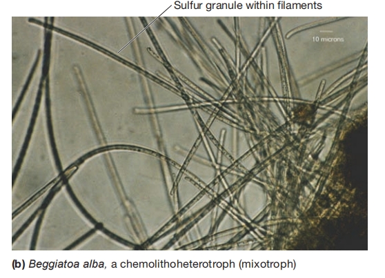 化无机营养细菌