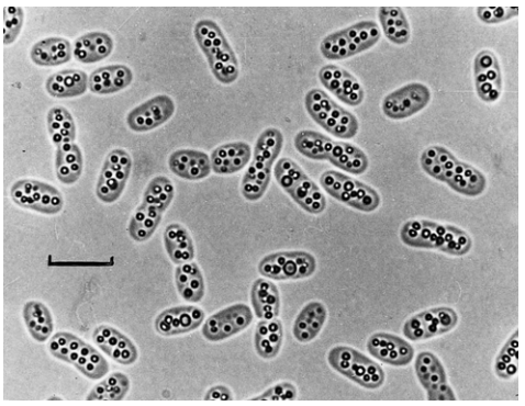 Allochromatium vinosum