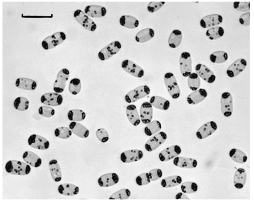 Allochromatium warmingii