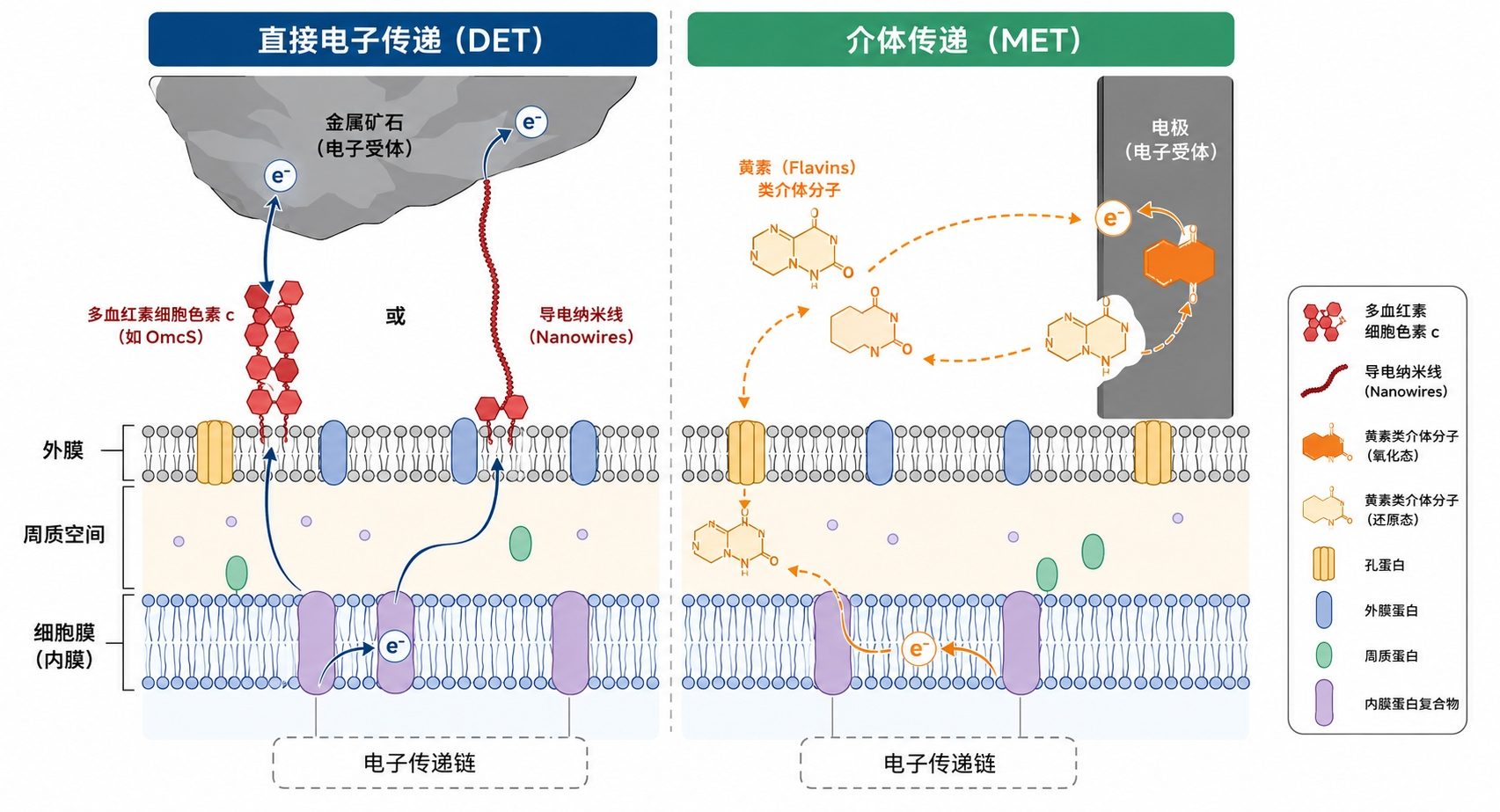 胞外电子传递的两种核心途径:直接接触与电子穿梭体介导
