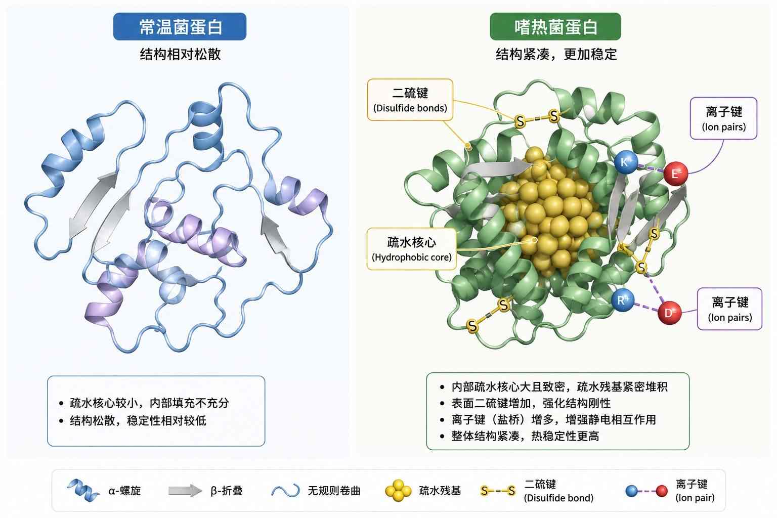 嗜热菌蛋白质结构中的二硫键与致密疏水核心特征