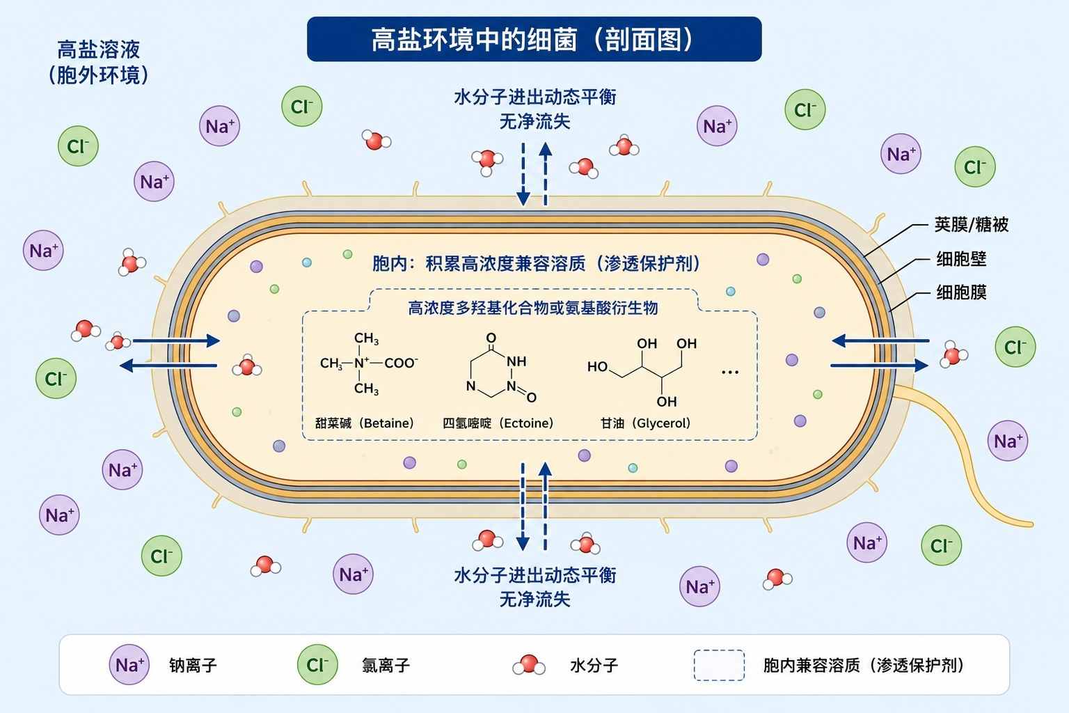 相容性溶质在嗜盐微生物渗透压调节中的作用途径