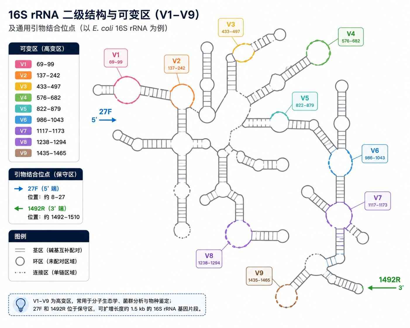 16S rRNA 基因的二级结构及保守区与高变区（V1-V9）的空间分布模型