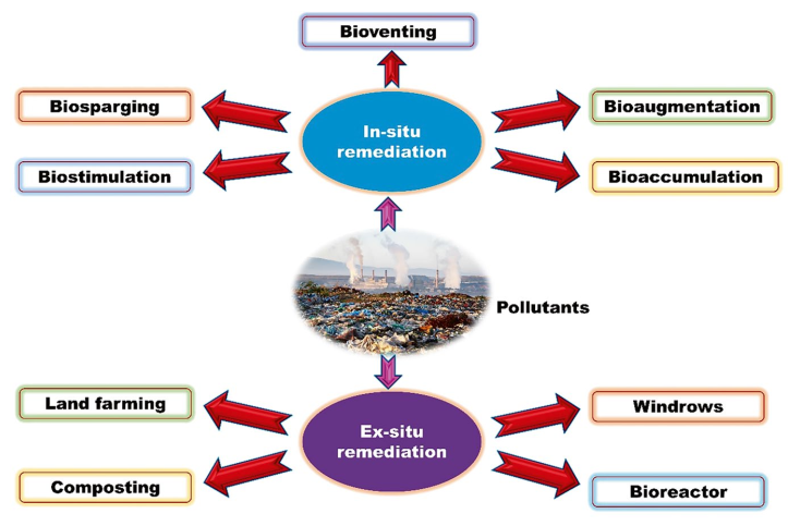 图1.通过原位(in situ)与异位(ex situ)修复技术,利用微生物生物修复受污染场地