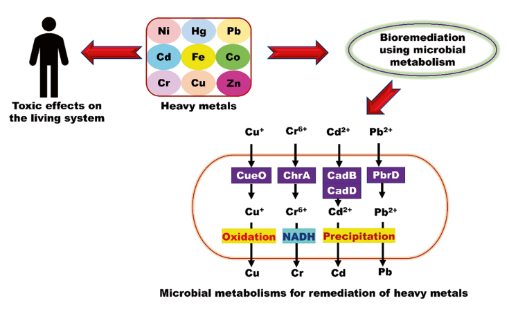 图2.重金属生物修复的微生物代谢途径