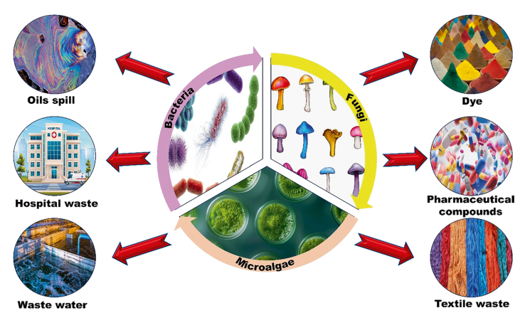 图3.微生物生物修复的现场应用