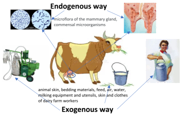 图1.牛奶污染的来源