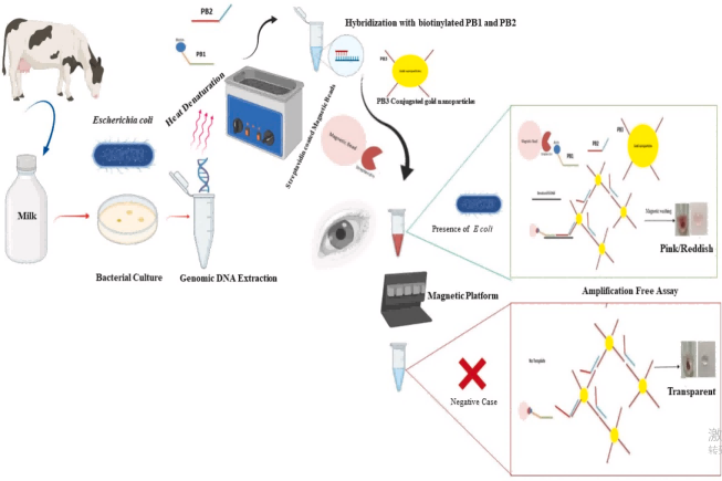 图2.用于检测牛乳中大肠杆菌（Escherichia coli）的免扩增可视化检测方法的示意图