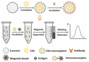 图3.基于细胞的碳点微球（CDs-microspheres）的构建策略及其作为荧光免疫传感器用于病原体检测的应用。