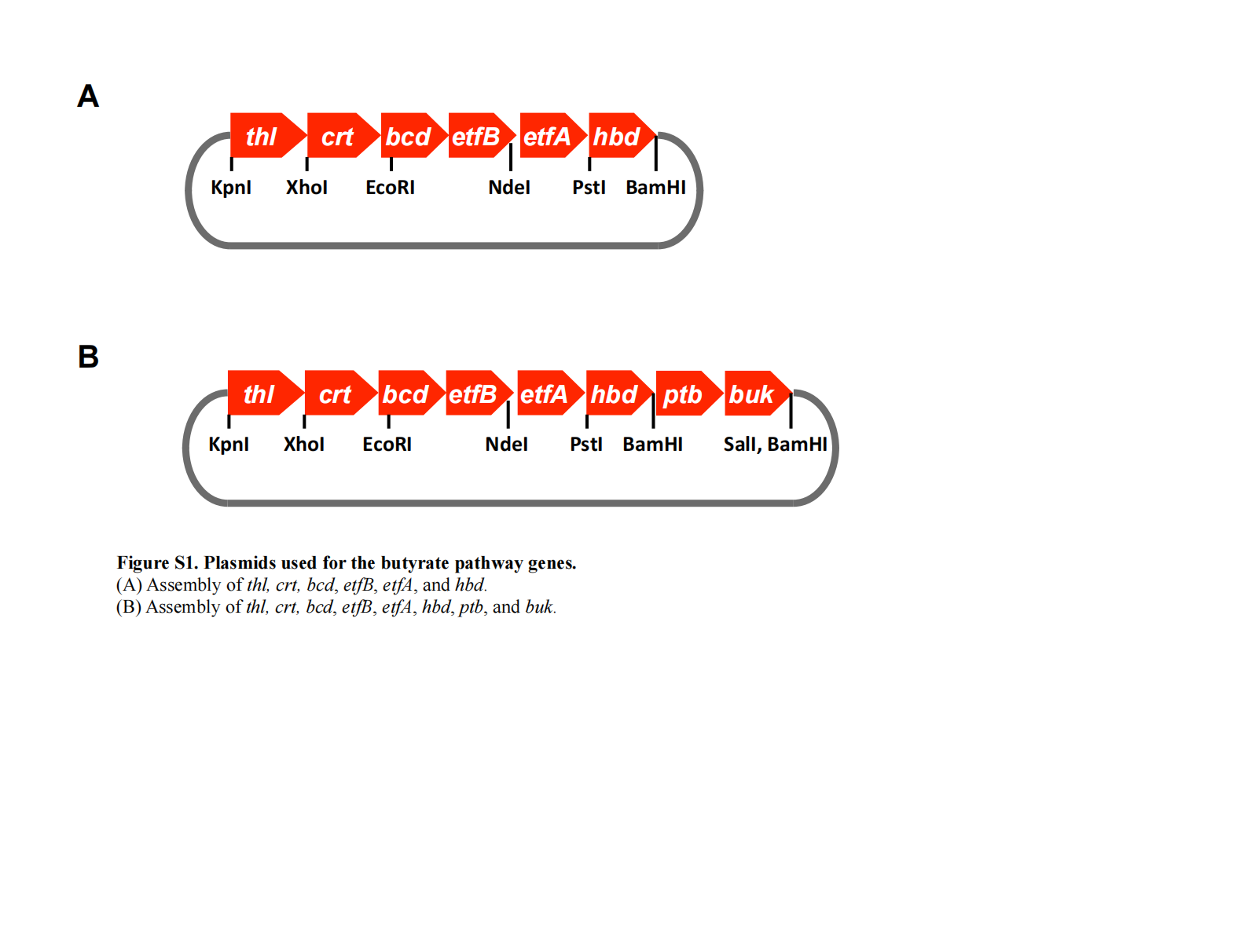 丁酸合成途径基因的质粒构建