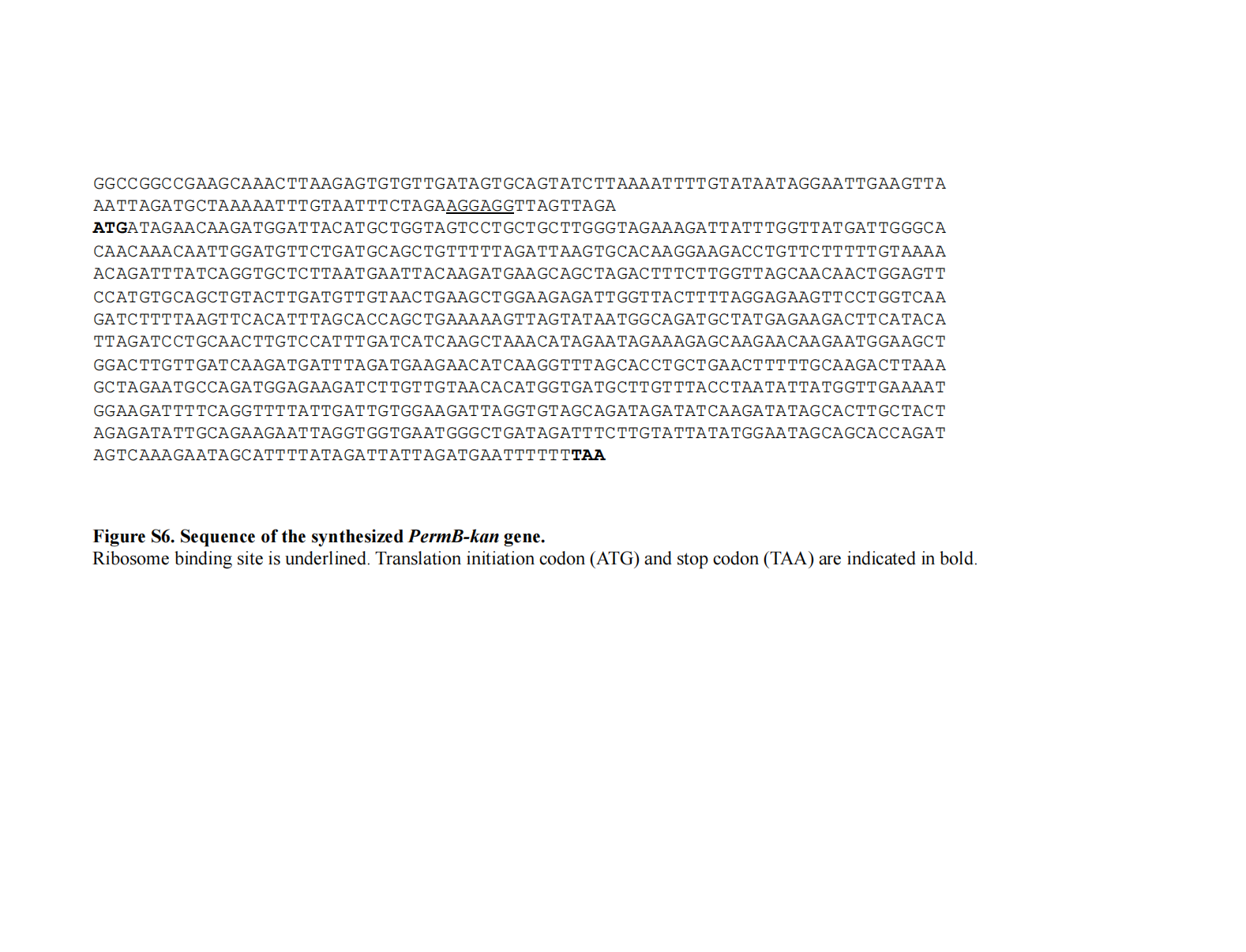 PermB-kan 基因序列