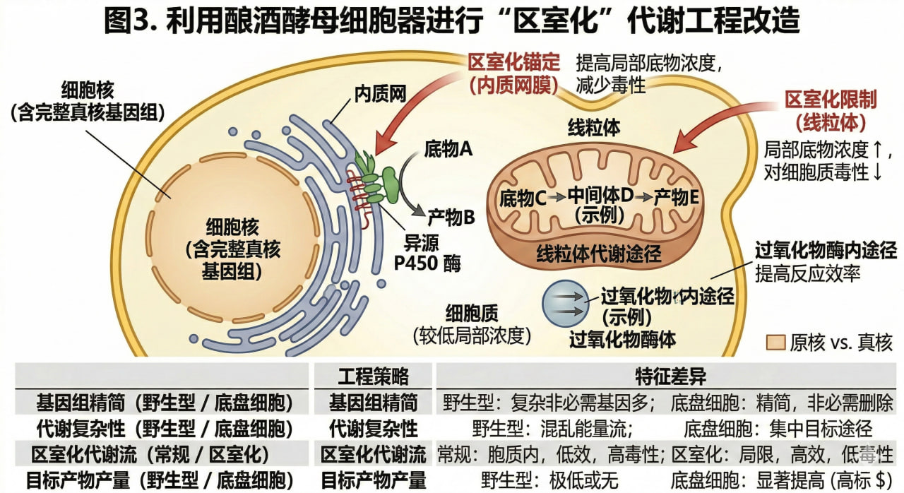 酿酒酵母细胞区室化代谢示意图