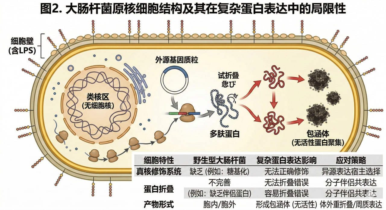 大肠杆菌结构与蛋白表达局限性示意图