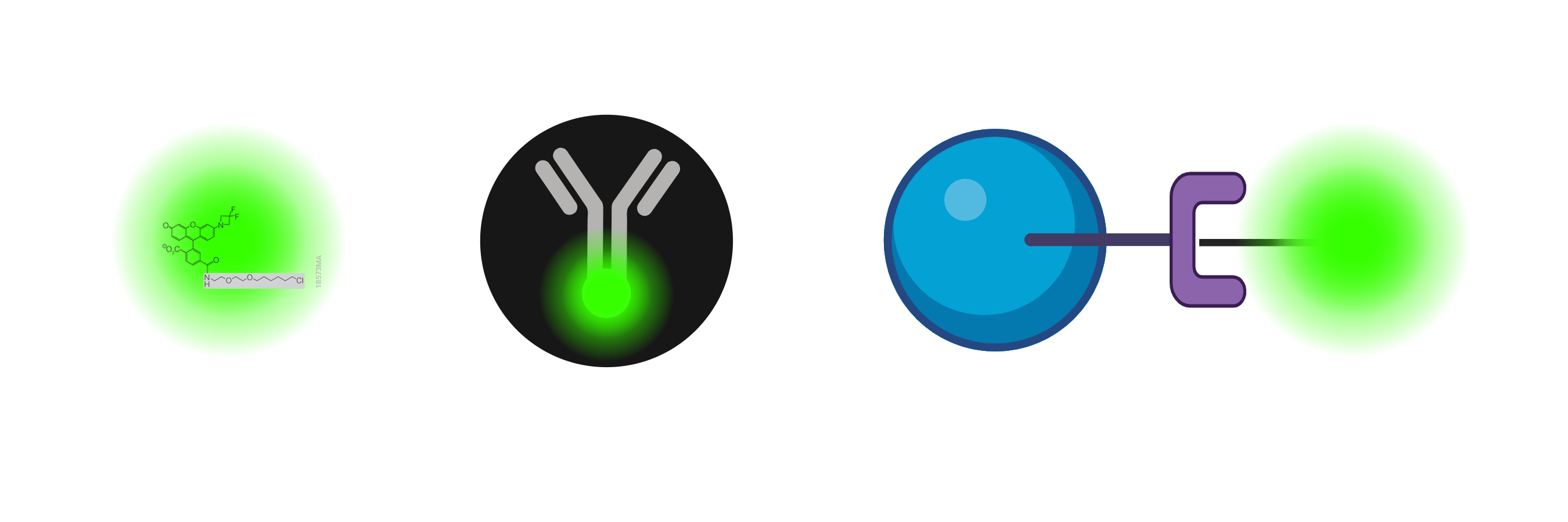从左到右:绿色荧光团的化学结构。一种附着在抗体茎上的荧光染料。一个配体产生绿色荧光