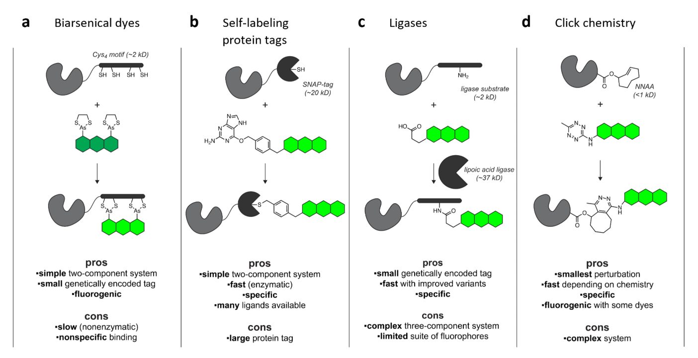 图1:活细胞标记策略。