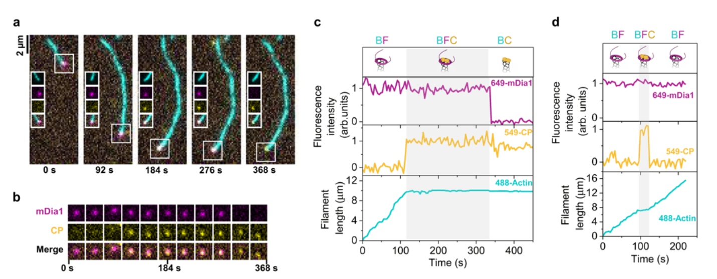 图3:体外单分子追踪肌动蛋白丝状体组装蛋白,揭示复杂事件。