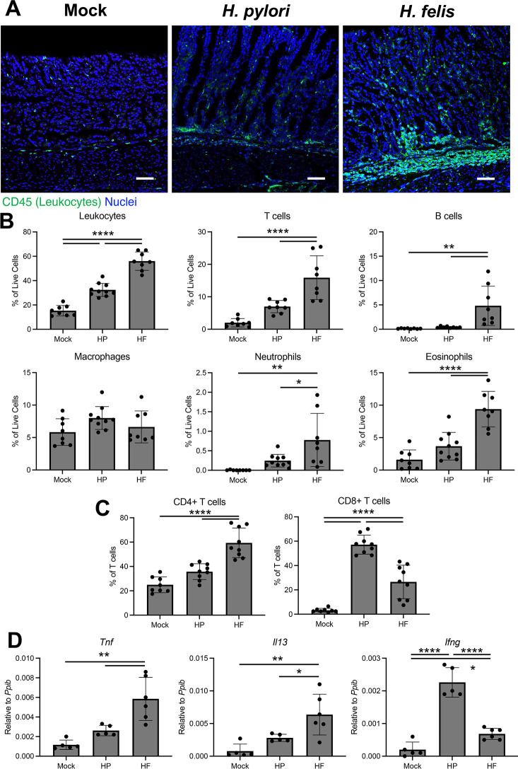 Helicobacter_pylori_and_Helicobacter_felis_2