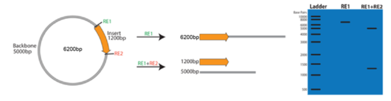 验证质粒总大小