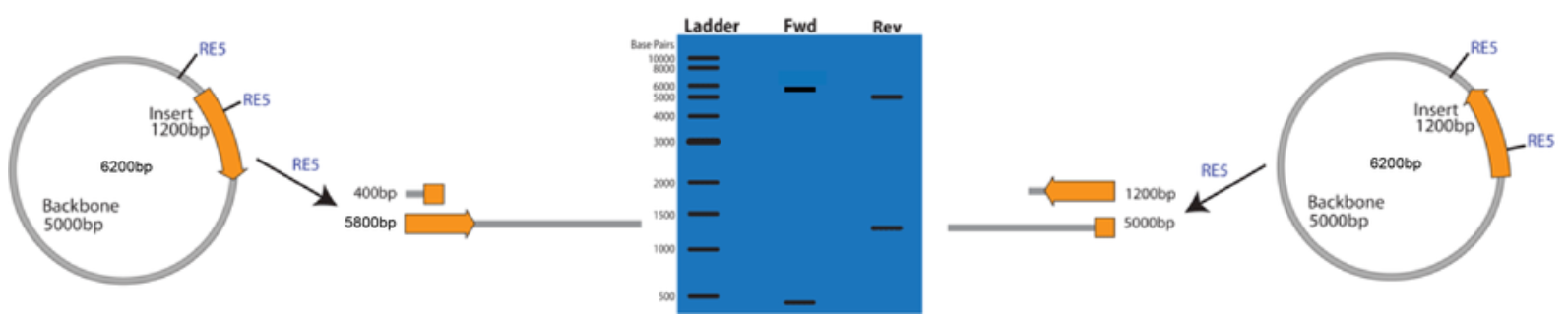 验证插入片段方向