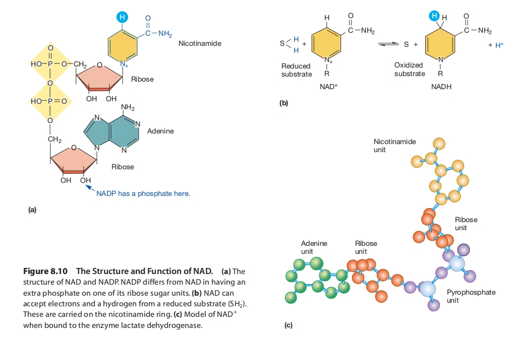 NAD的结构与功能