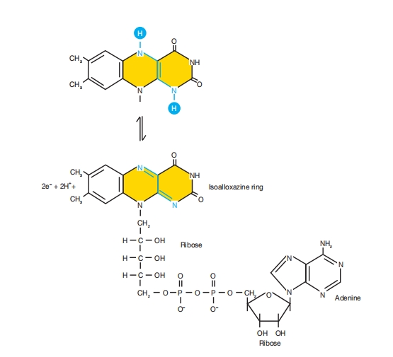 FAD的结构与功能