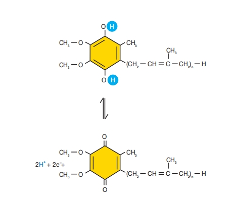 辅酶Q(泛醌)的结构与功能