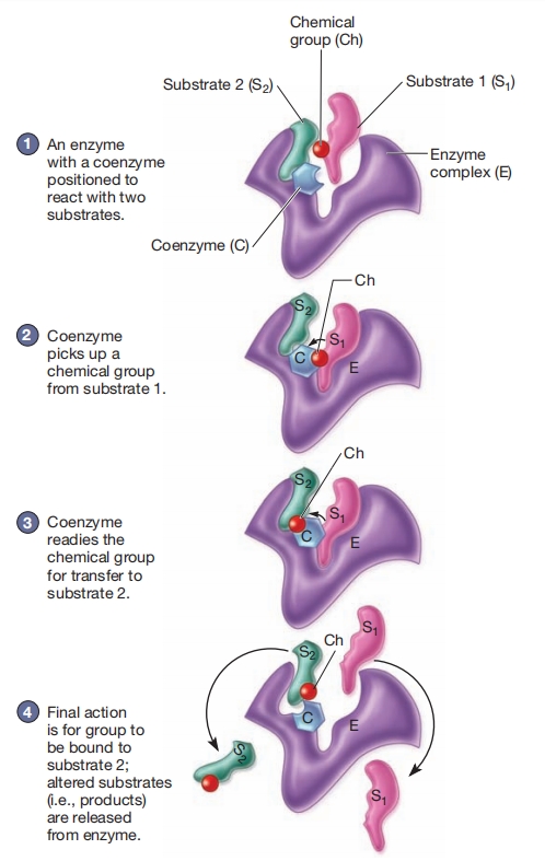 作为载体的辅酶