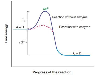 活化能与酶功能
