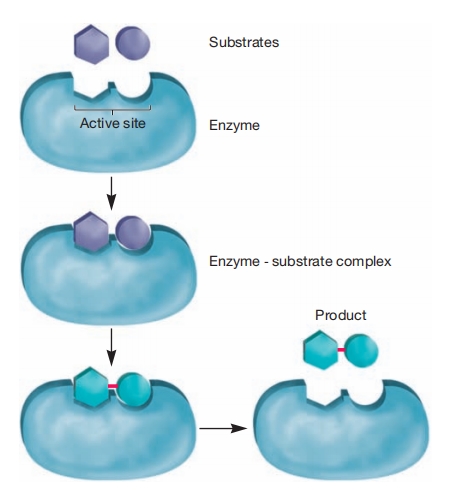 酶功能的锁钥模型