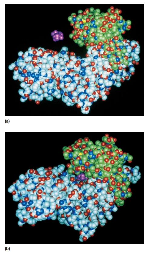 酶功能的诱导契合模型