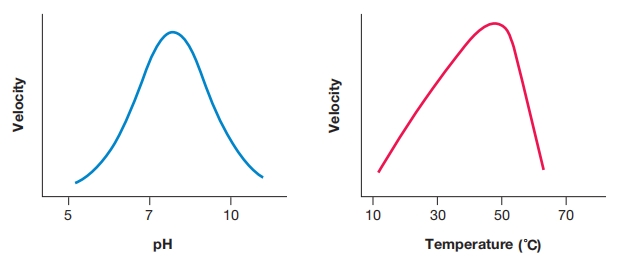 pH、温度与酶活性