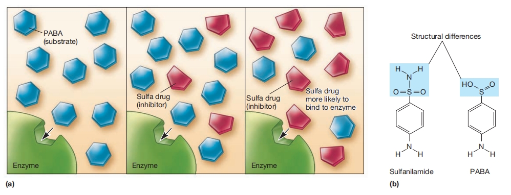 酶活性的竞争性抑制