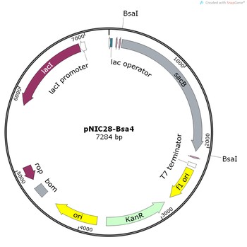 图1：pNIC28-Bsa4