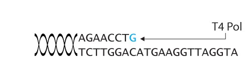 图4：制备载体单链突出端