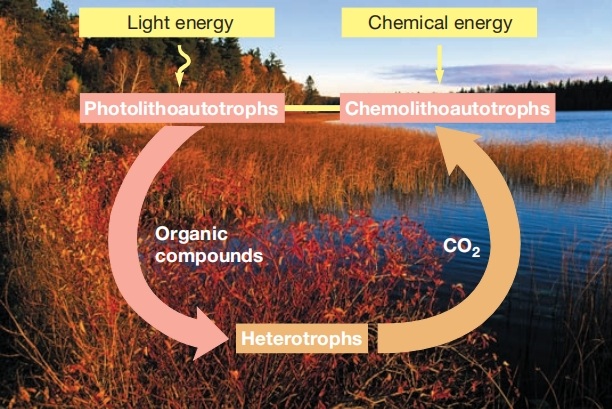 生态系统中的碳和能量流动