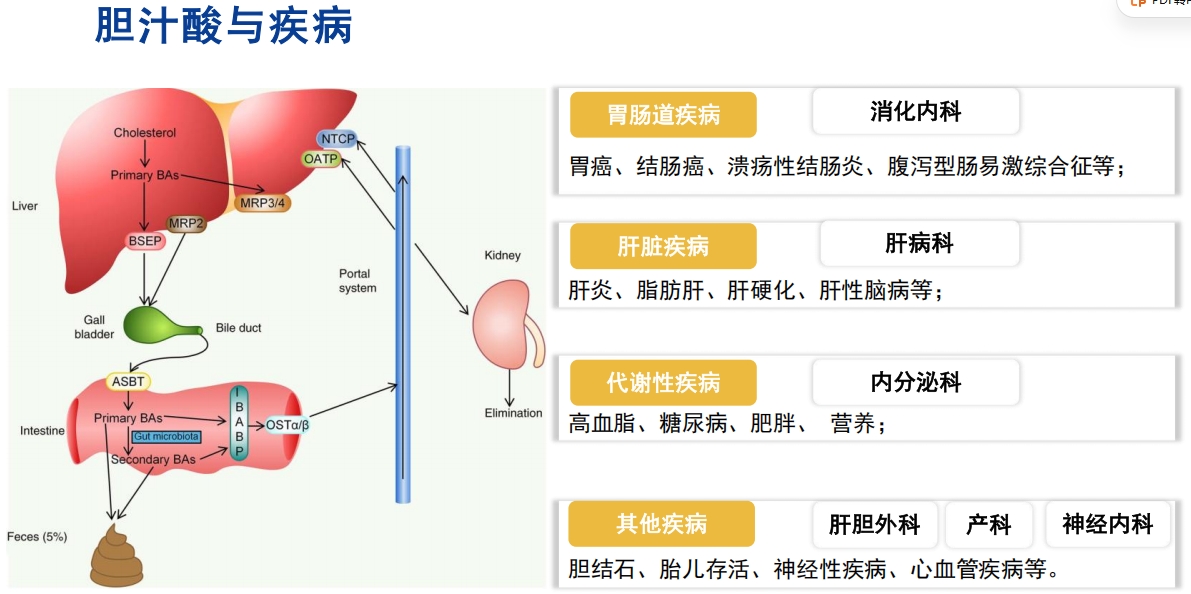 胆汁酸相关疾病