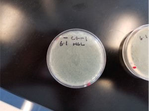 不含羧苄青霉素的对照组平板