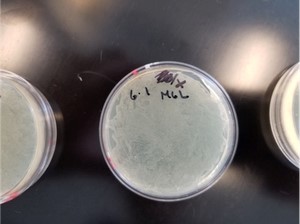 0.1 mg/mL 的羧苄青霉素溶液涂布于琼脂平板