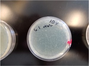 1 mg/mL 的羧苄青霉素平板