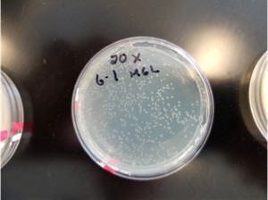 羧苄青霉素溶液涂布于琼脂平板