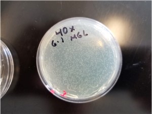 羧苄青霉素溶液涂布于琼脂平板