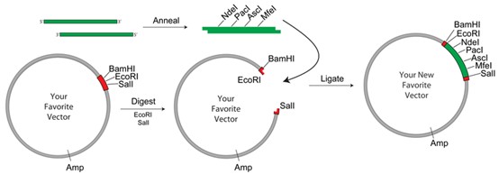 图1:设计重叠寡核苷酸