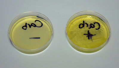 阳性结果：只有抗性菌株生长基（右）