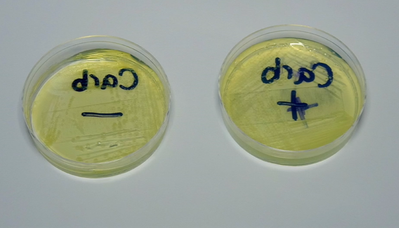 阴性结果 1：两种菌株均生长