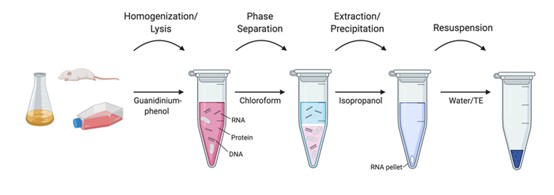 图1：RNA 提取的不同步骤示意图