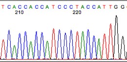 高质量测序反应样本的测序结果文件示例