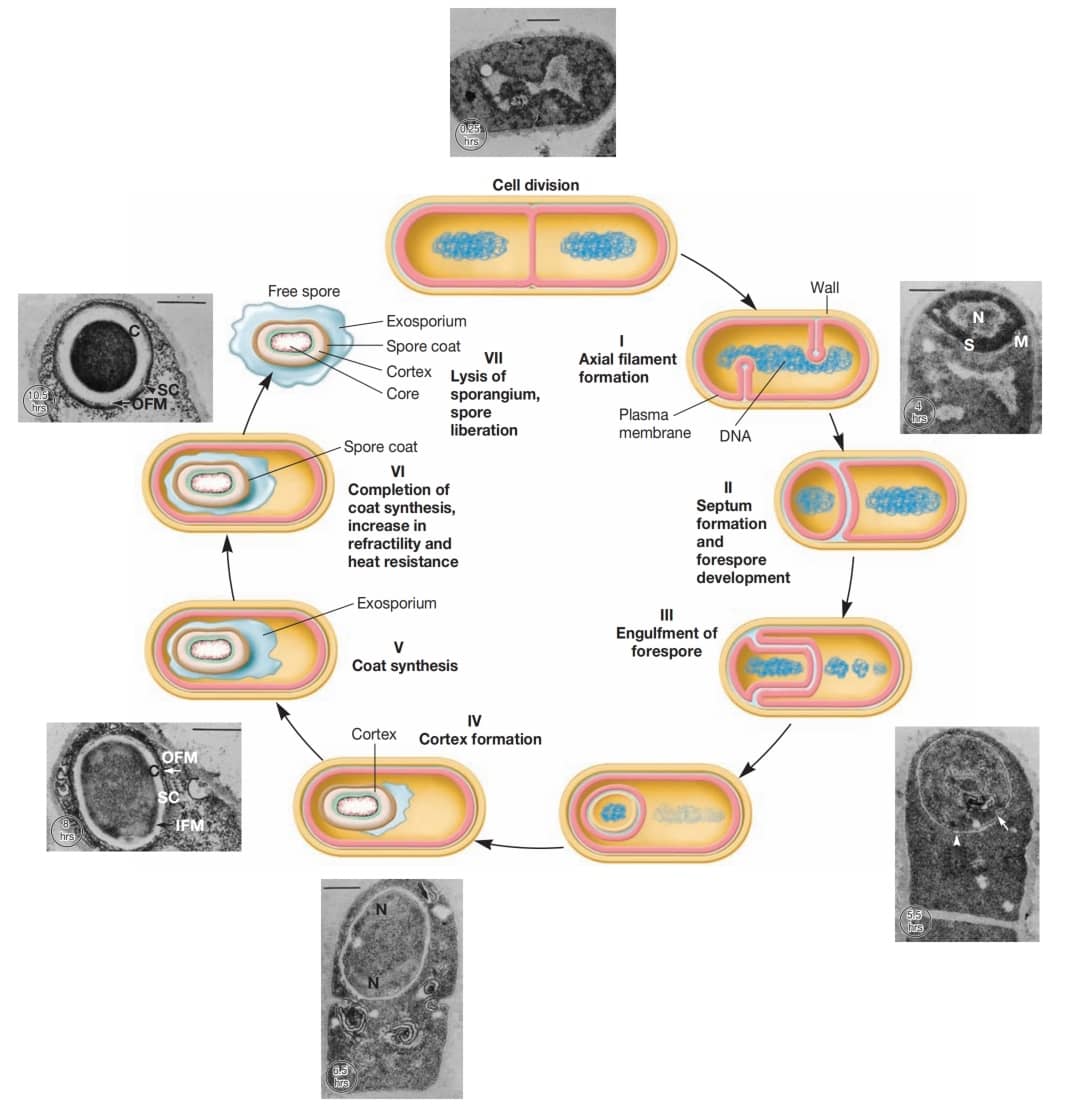 芽孢形成:巨大芽孢杆菌 (Bacillus megaterium) 的生命周期 (Endospore Formation: Life Cycle of Bacillus megaterium)