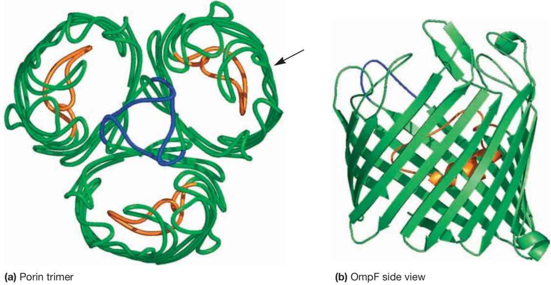 孔蛋白(Porin Proteins